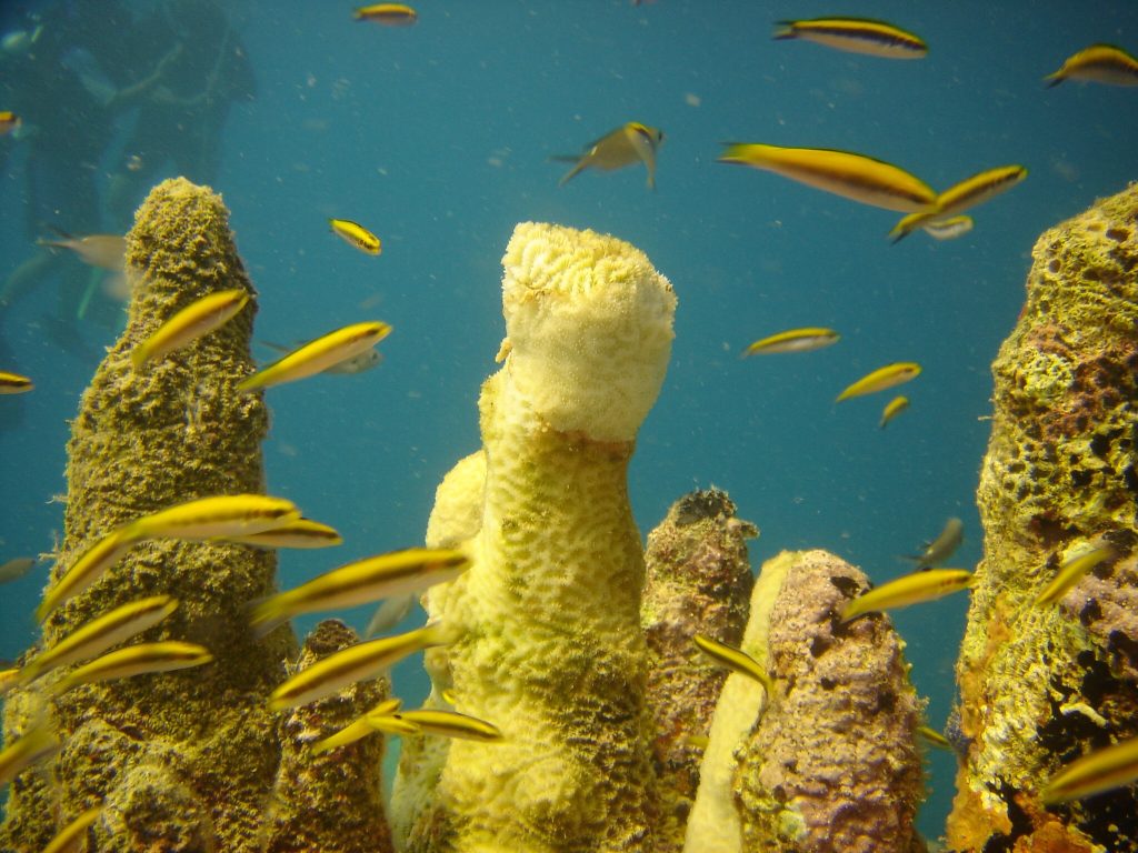 oualie-beach-resort-nevis-sponge